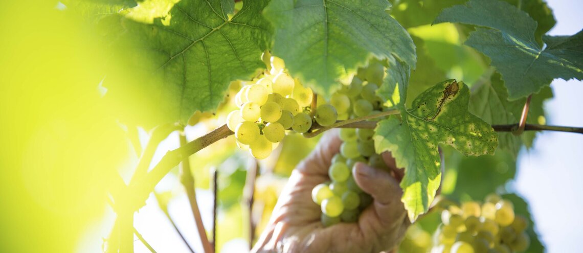 Vína zalitá sluncem