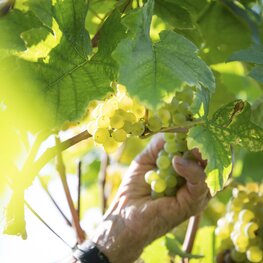 Vína zalitá sluncem