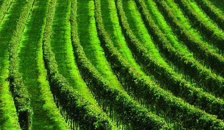 E-SHOP - prodej vína a destilátů