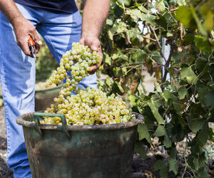 Sklizeň 2024 v Itálii