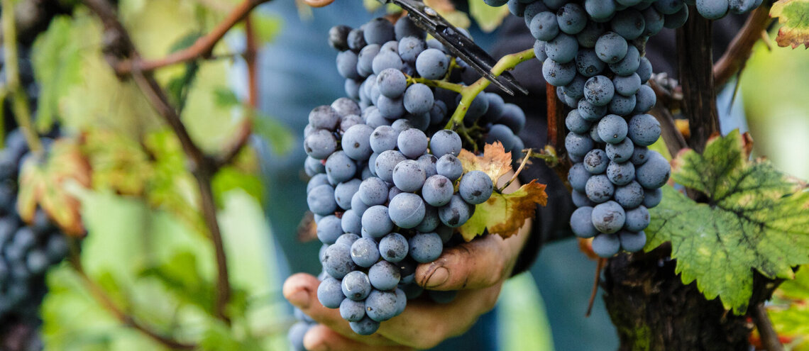 Nová vinařství v portfoliu La Fattoria